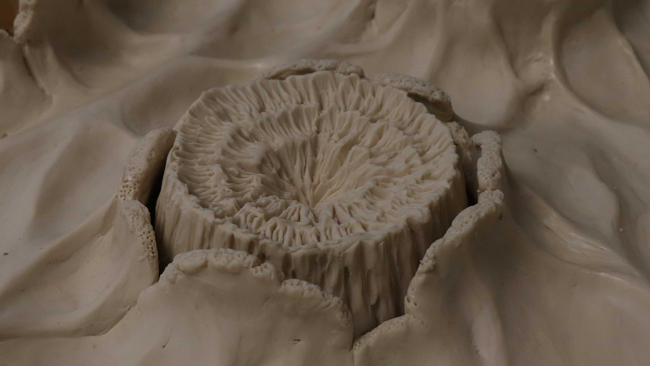 CEL-JPL-(10)