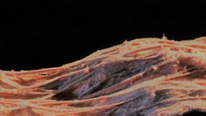 CEL-JPL-(13)