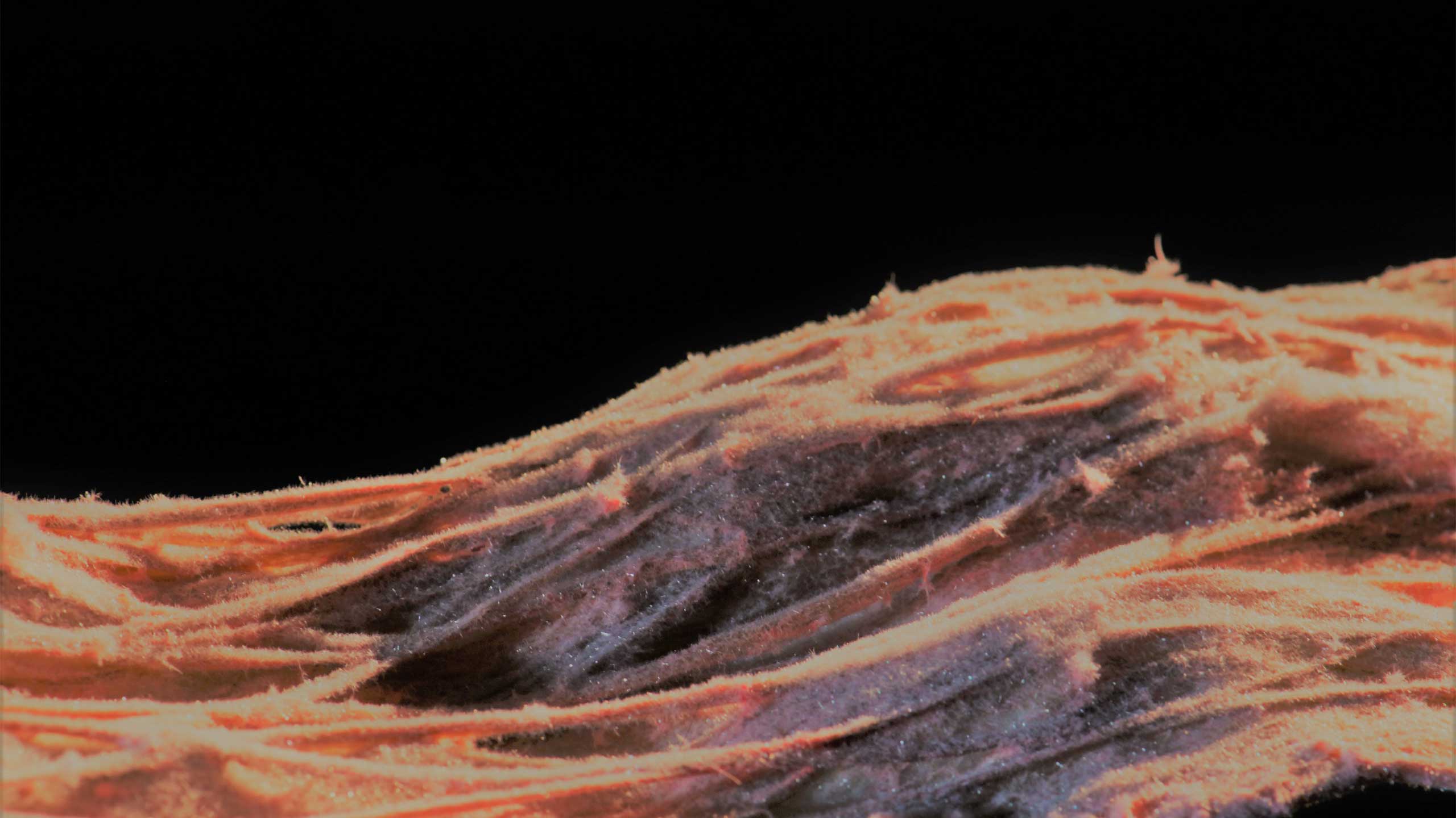 CEL-JPL-(13)