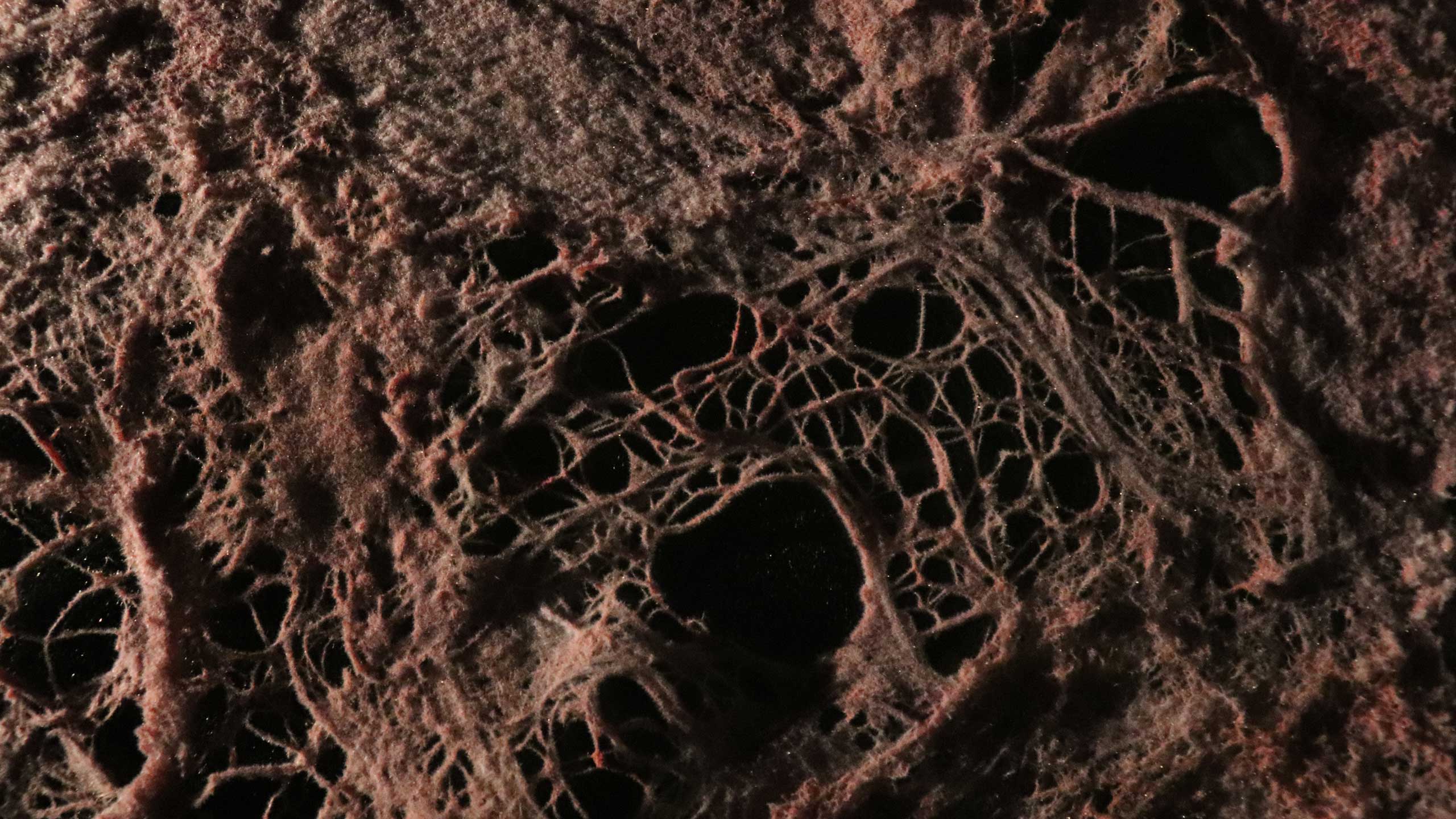 CEL-JPL-(3)